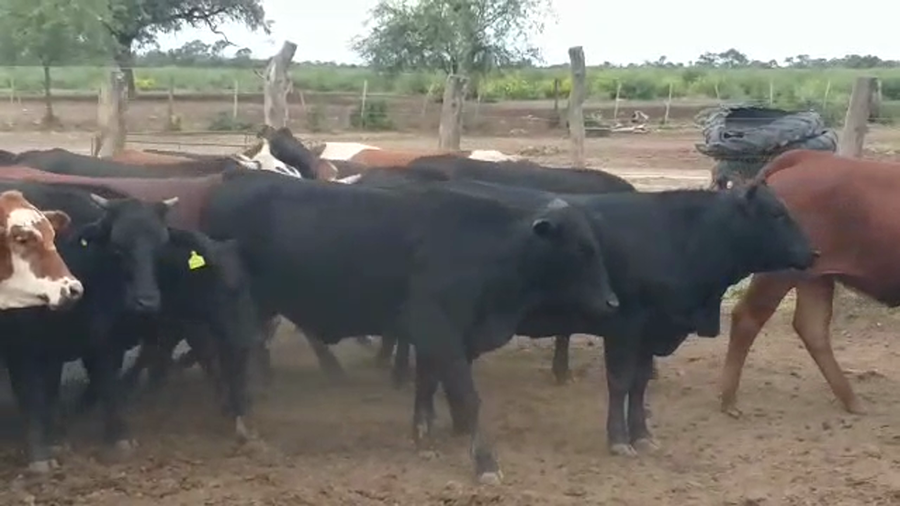 Lote 45 Vaquillonas en Vilelas, Santiago del Estero