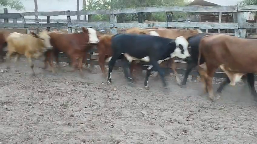 Lote 115 Terneros/as