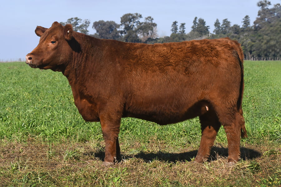 Lote RP 17645 y RP 17649 - VAQUILLONAS ELECCIÓN PP