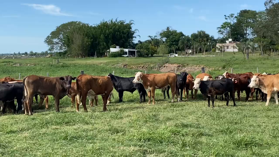 Lote 66 Terneros/as en Esquina, Corrientes