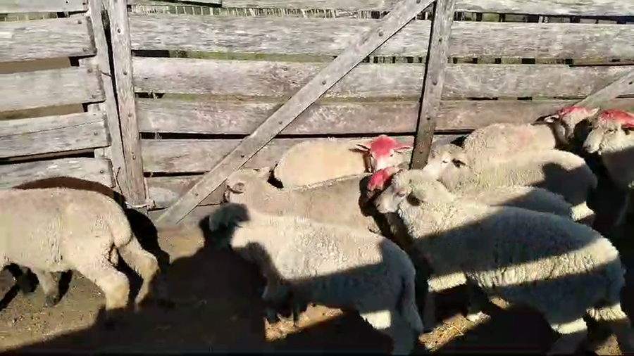 Lote 17 corderos