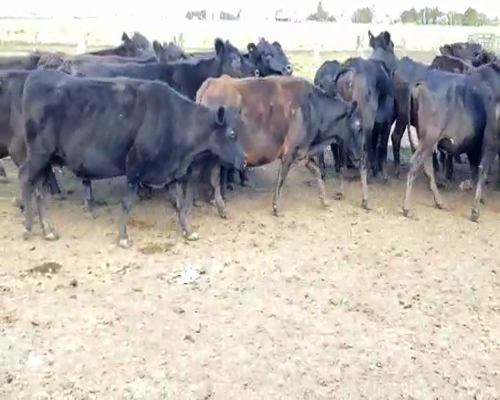 Lote 26 Vacas de invernar en Villaguay, Entre Ríos