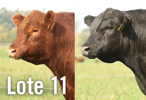 Lote 3 TOROS PUROS DE PEDIGREE