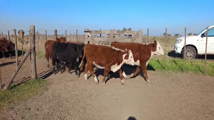 Lote 60 Terneros/as en Carlos Tejedor