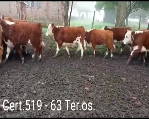 Lote 63 Terneros   28 HE - 6 AA/ HE - 28 RA/ HE      a remate en Remate virtual de Coco Morales & Asoc. 160kg -  en EL REDUCTO A 10 KM DE COLONIA Y 8KM DE       ESTANZUELA.