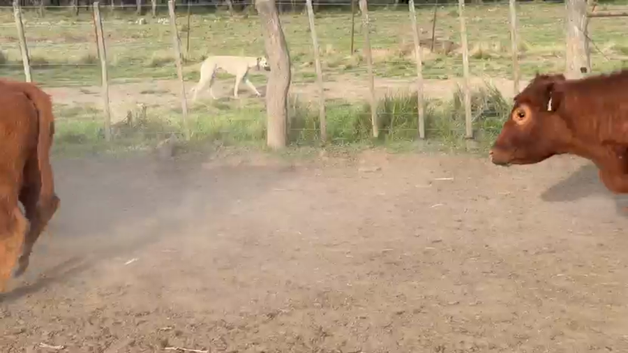 Lote 35 Vaquillonas C/ gtia de preñez en La Pampa, Ing. Luiggi