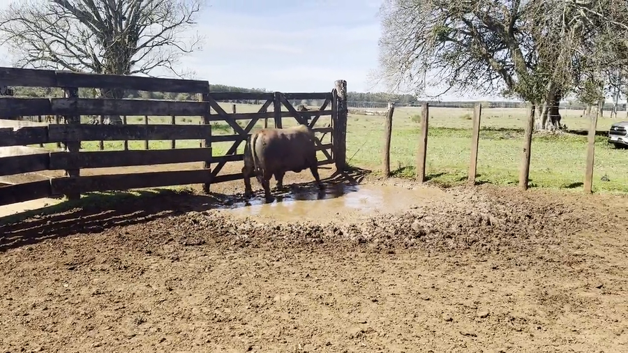 Lote Toros Braford de "San Simon"