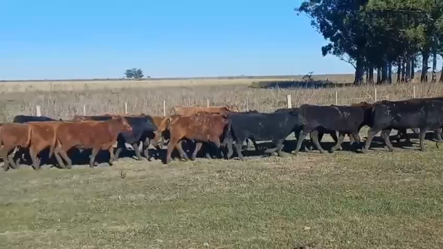 Lote 200 Terneros ANGUS NEGROS en Brandsen