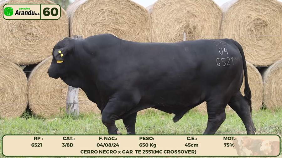 Lote LOTE 60