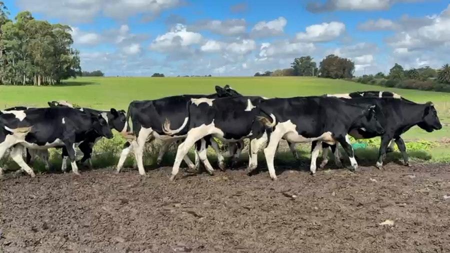 Lote NOVILLOS 1 a 2 AÑOS