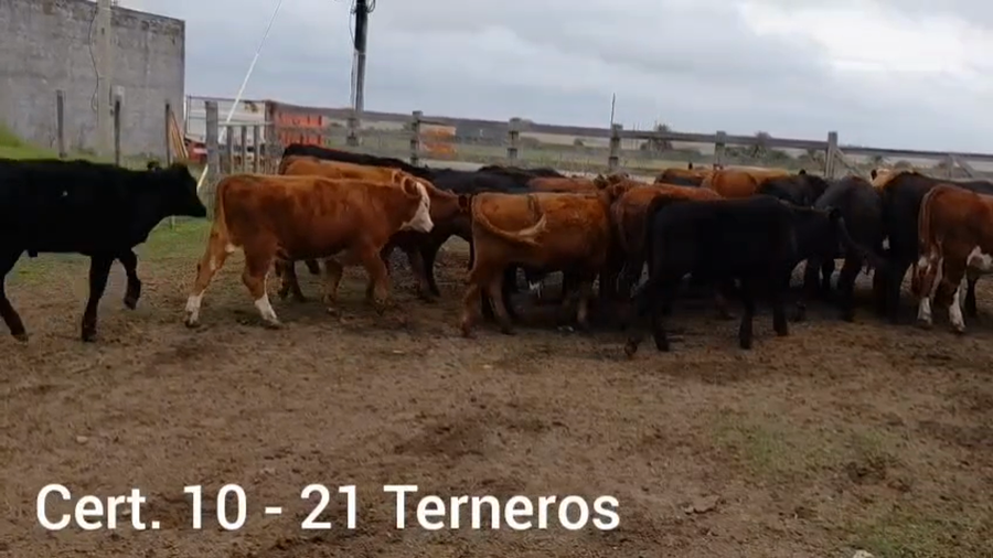Lote TERNEROS