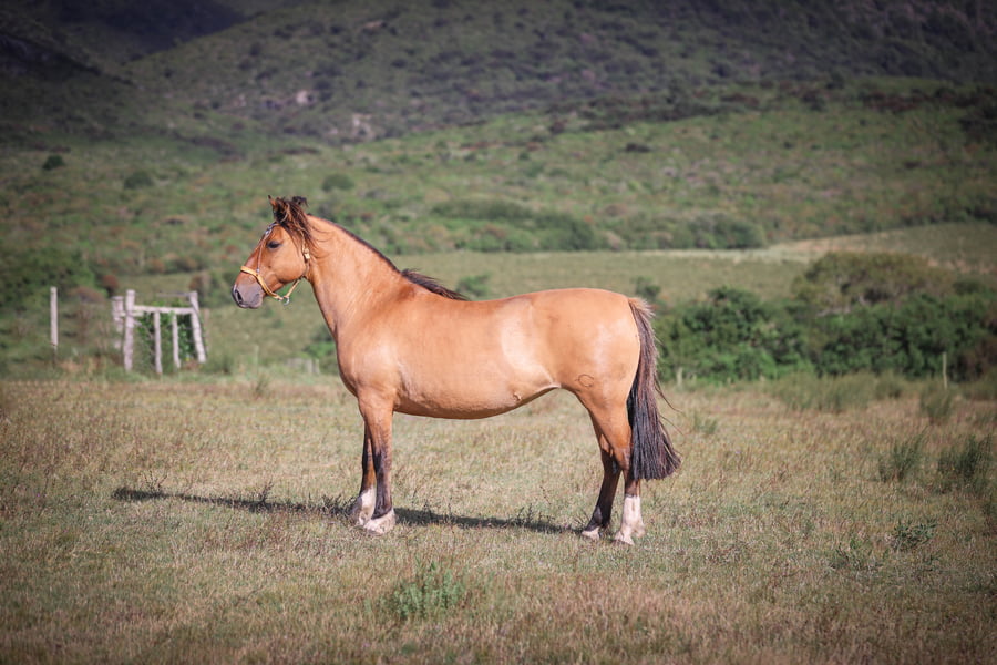 Lote Epora La Magdalena
