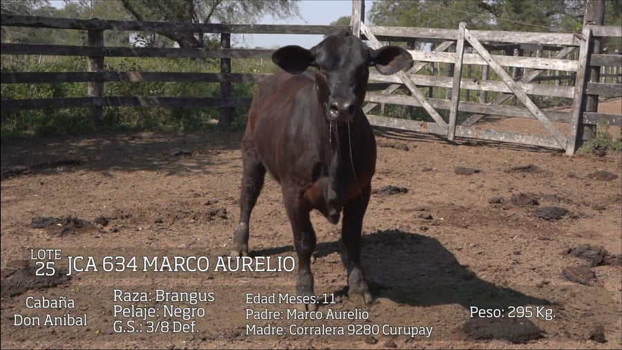 Lote Reproductores Altohondo - Lote 25