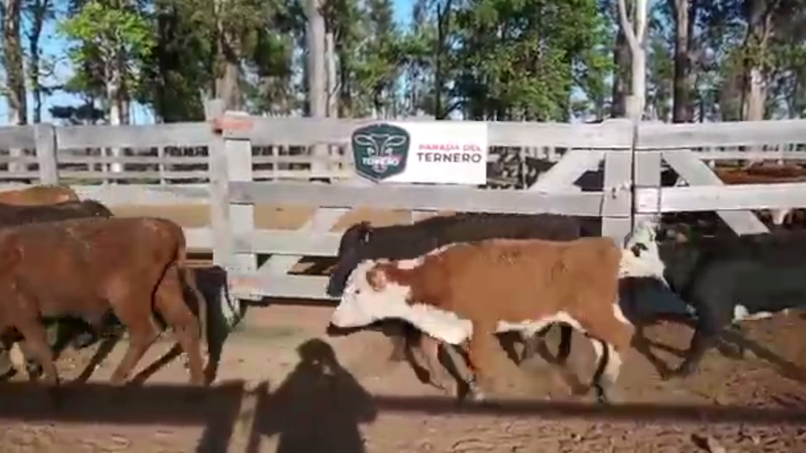 Lote 177 Terneros Cruza Carnicera a remate en PARADA DEL TERNERO 118kg -  en Parada fariña