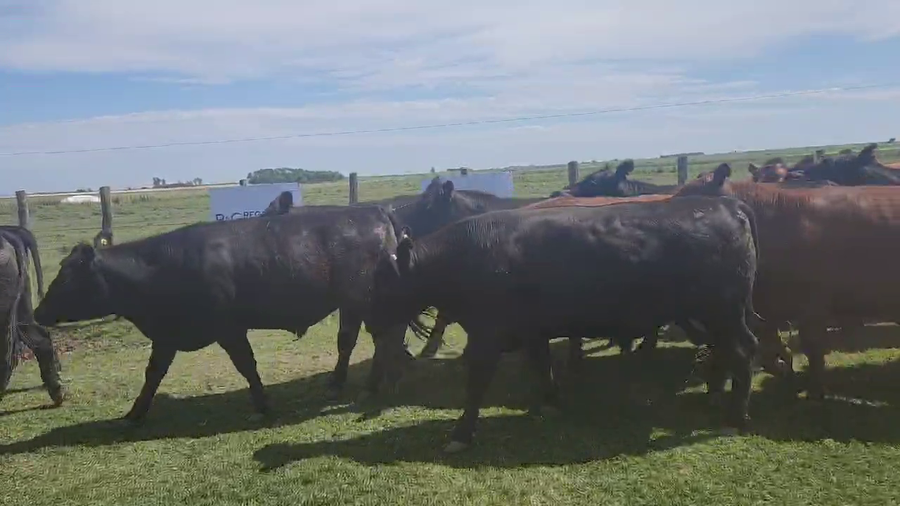 Lote 35 Novillos exportación