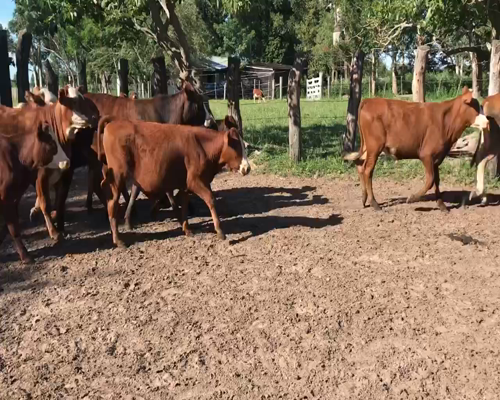 Lote 76 Terneros/as en Bella Vista, Corrientes