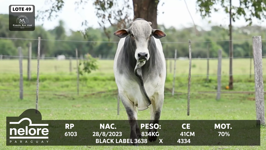 Lote LOTE 49