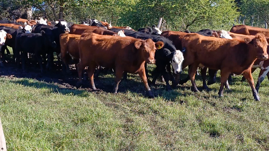 Lote 69 Terneras en Villaguay, Entre Ríos