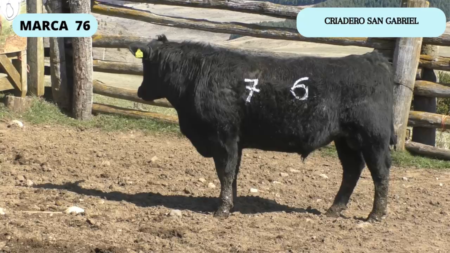 Lote 1 Toro en Coyhaique, XI Región Aysén