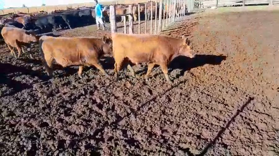 Lote 105 Terneros/as