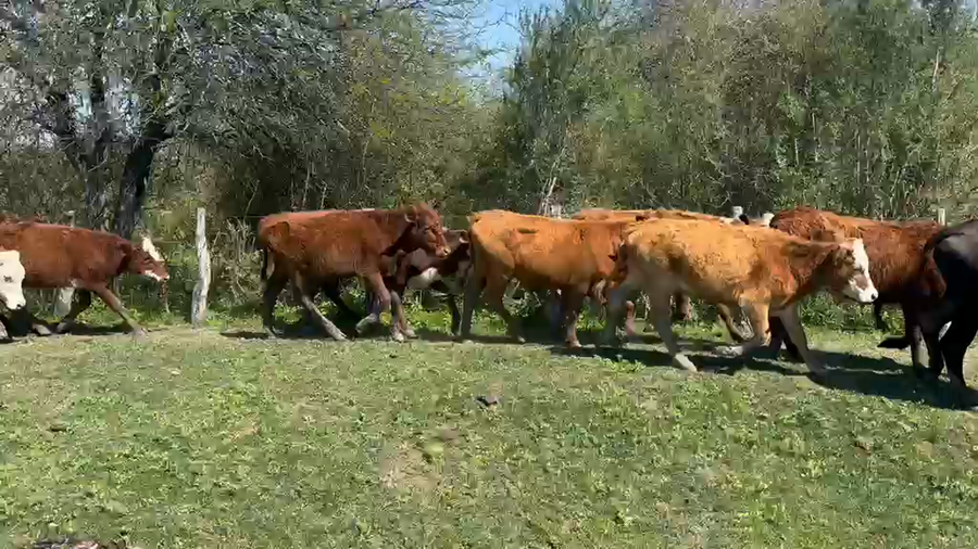 Lote 70 Terneras en Corrientes, Perugorría
