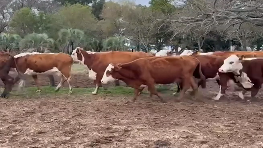 Lote 50 Vacas C/ gtia de preñez en Corrientes, Esquina