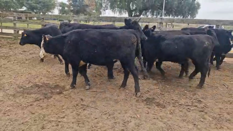 Lote 22 Vaquillonas  a remate en Pantalla Especial de Otoño, San José