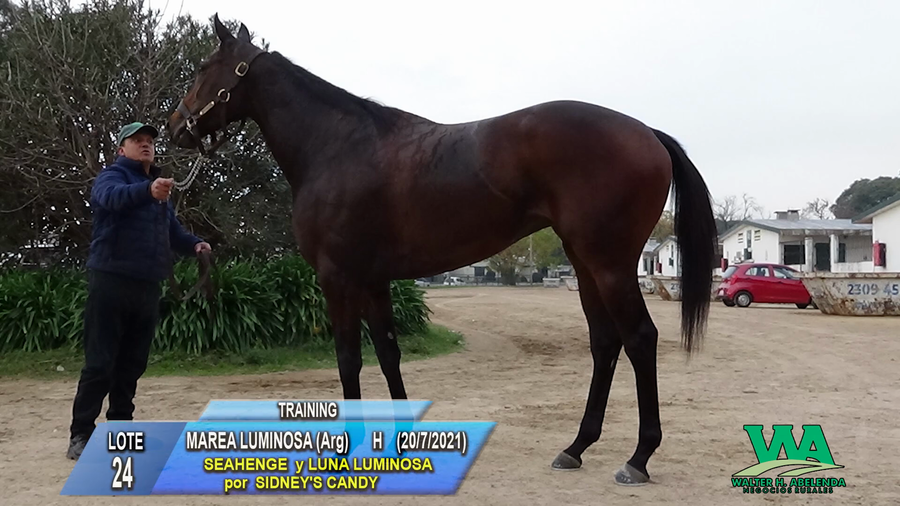 Lote MAREA LUMINOSA (Arg)