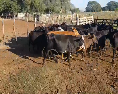 Lote 32 Vacas de invernar en Mburucuyá, Corrientes