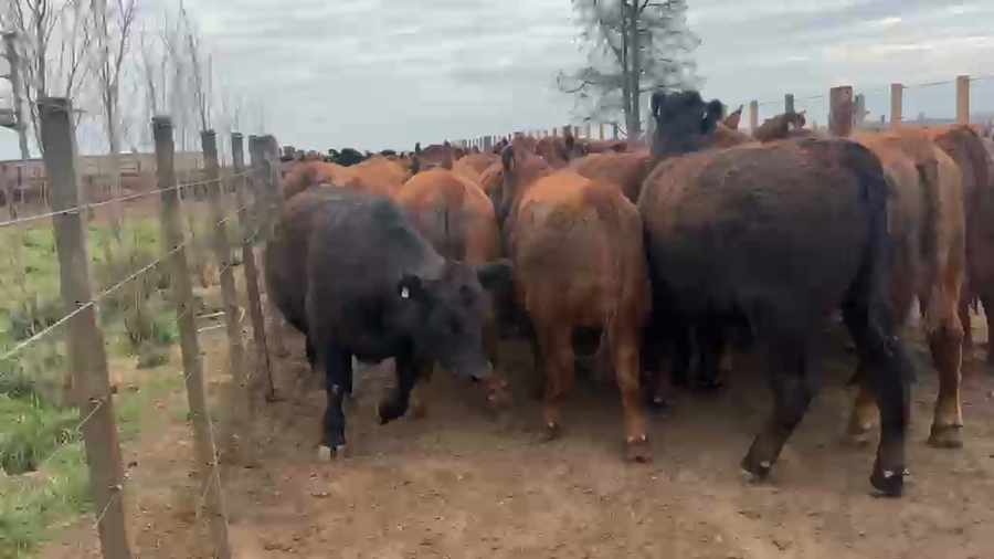 Lote 65 Novillos faena en Berrotaran, Córdoba