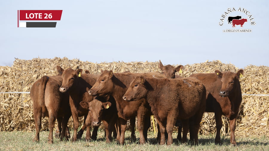 Lote VAQUILLONAS COLORADAS PARICION OTOÑO
