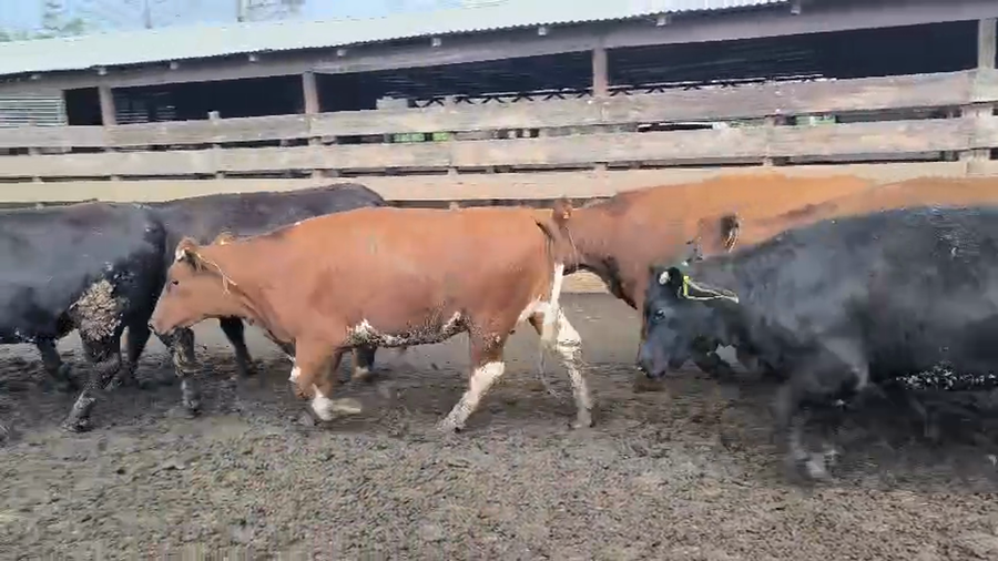 Lote 20 Vaquilla Gorda en Los Ángeles, VIII Región Biobío