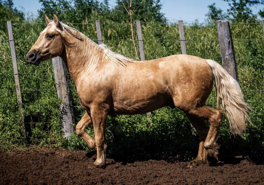 Lote DEL OESTE CARTERO