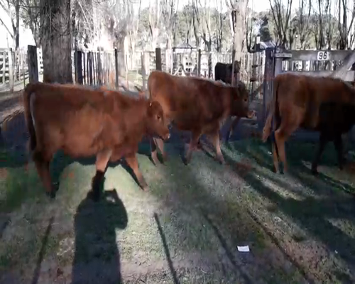 Lote 14 Terneras en Gral. Lamadrid, Buenos Aires