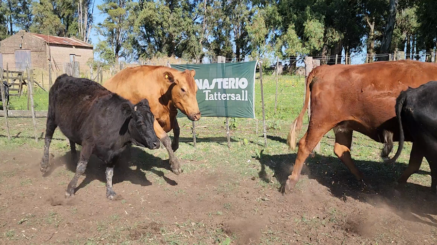 Lote 35 Vacas nuevas C/ gtia de preñez en Bolivar