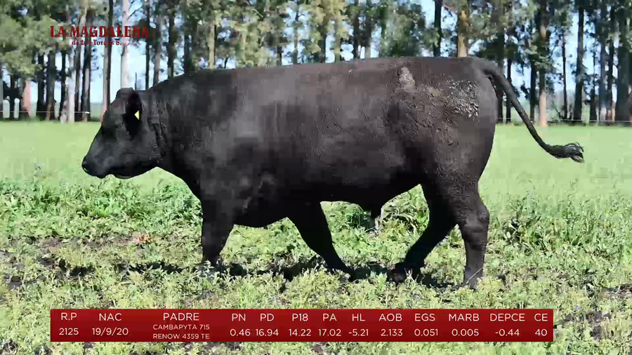 Lote Toros a remate en La Magdalena y San Carlos, Artigas