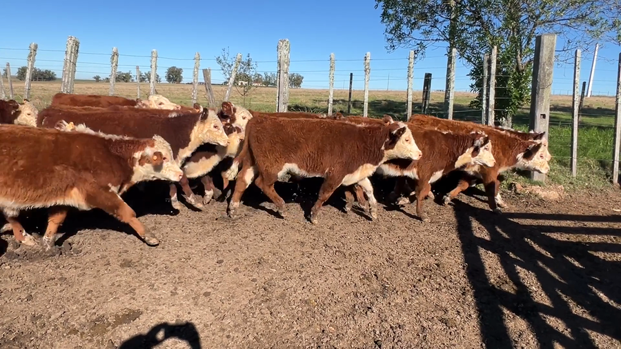 Lote 46 Terneros