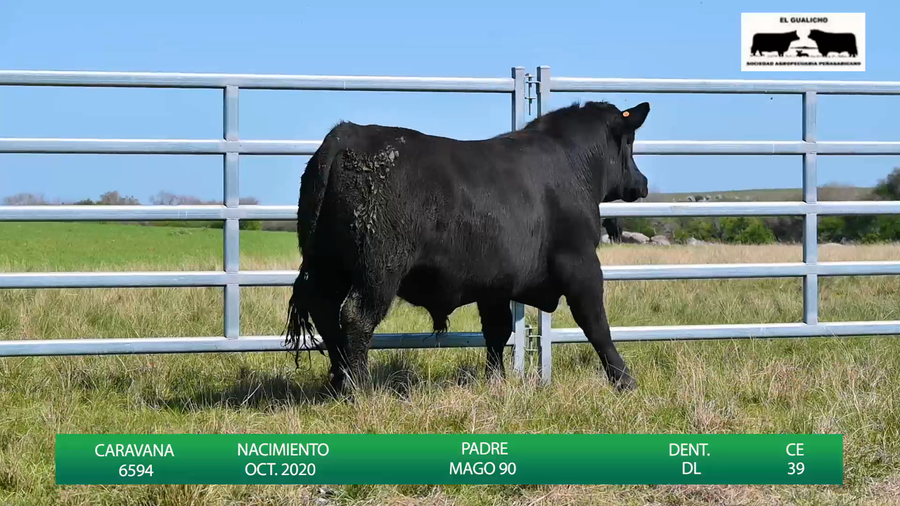 Lote TOROS EL GUALICHO