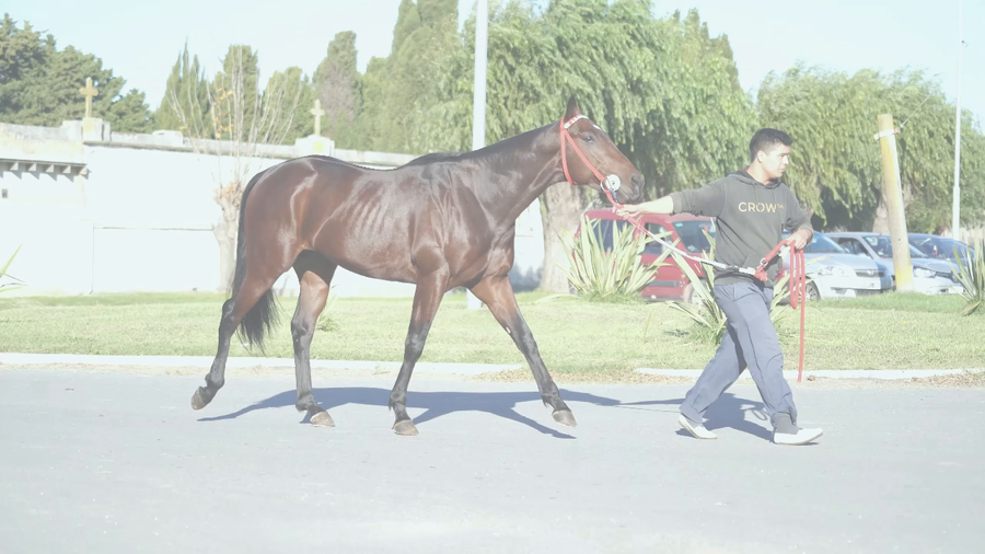 Lote TARSEVER (TARSICO -  FIRST EVER) En TRAINING