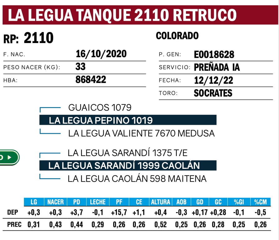 Lote VAQUILLONAS ANGUS  PP