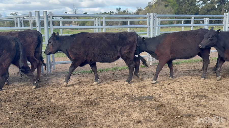 Lote 37 Vaquillonas