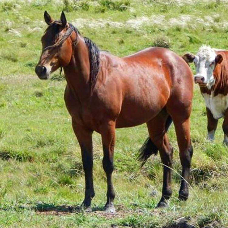 Lote LC TEMUZ DUN IT