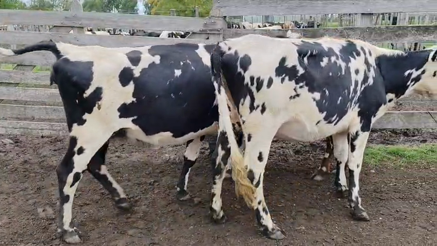 Lote 3 Vaquillonas  a remate en Pantalla Camy 450kg - , San José