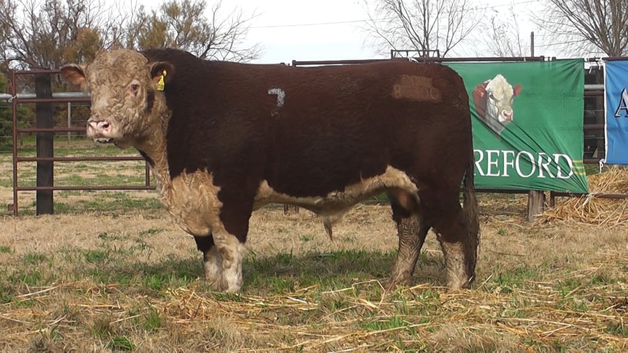 Lote TOROS P. HEREFORD PR