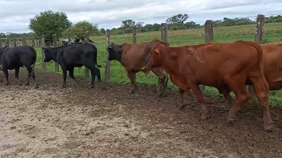 Lote 42 Novillos