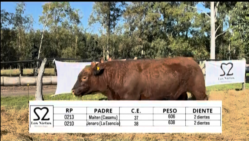 Lote TOROS ABERDEEN ANGUS "LOS NIETOS"