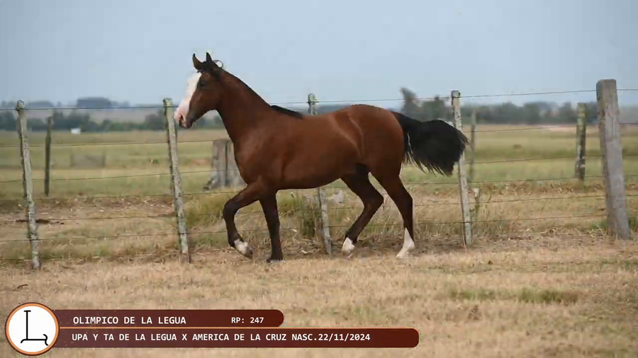 Lote OLIMPICO DE LA LEGUA