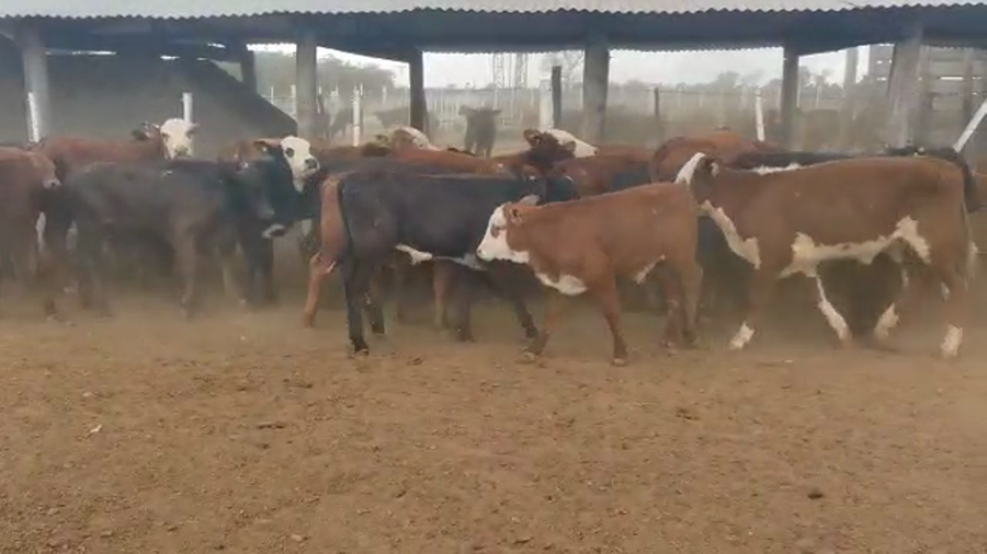 Lote 70 Terneros en Tintina, Santiago del Estero