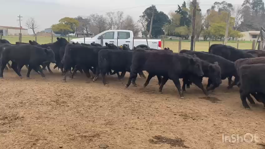 Lote 60 Terneros en San Vicente, Buenos Aires