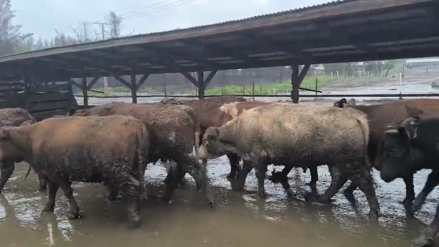 Lote 20 Vaquilla Gorda en Los Ángeles, VIII Región Biobío